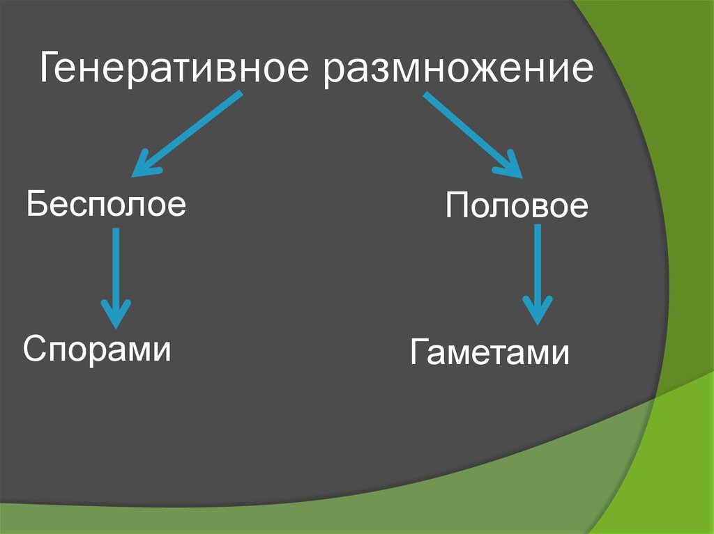 Генеративные органы размножения