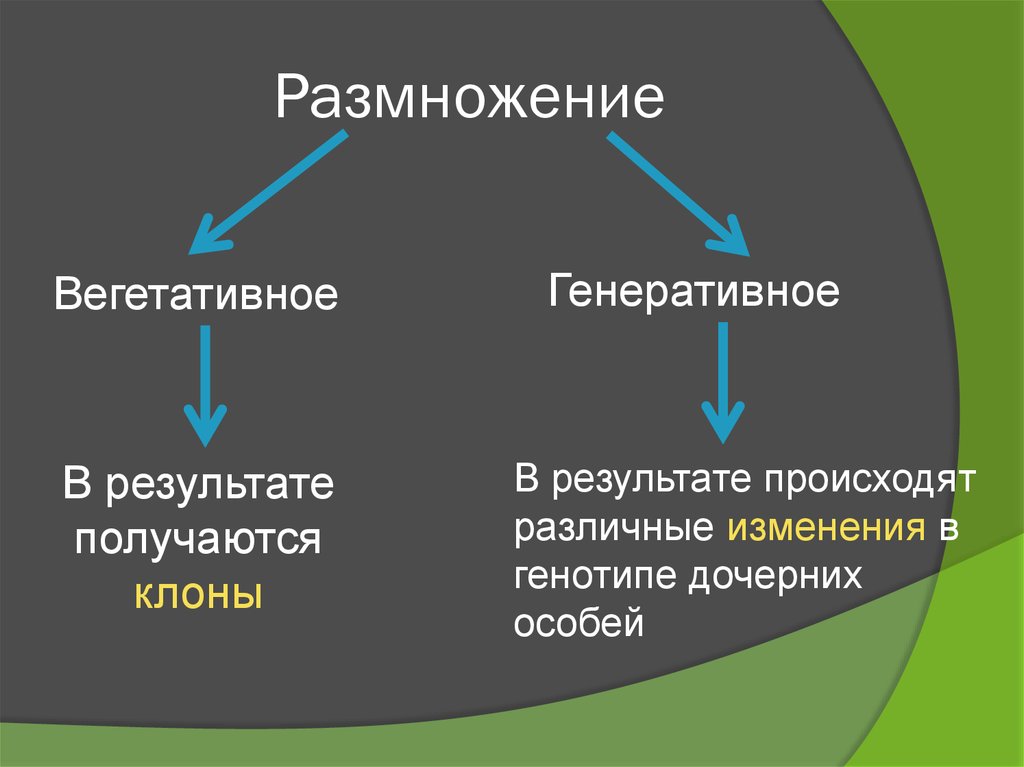 Размножение