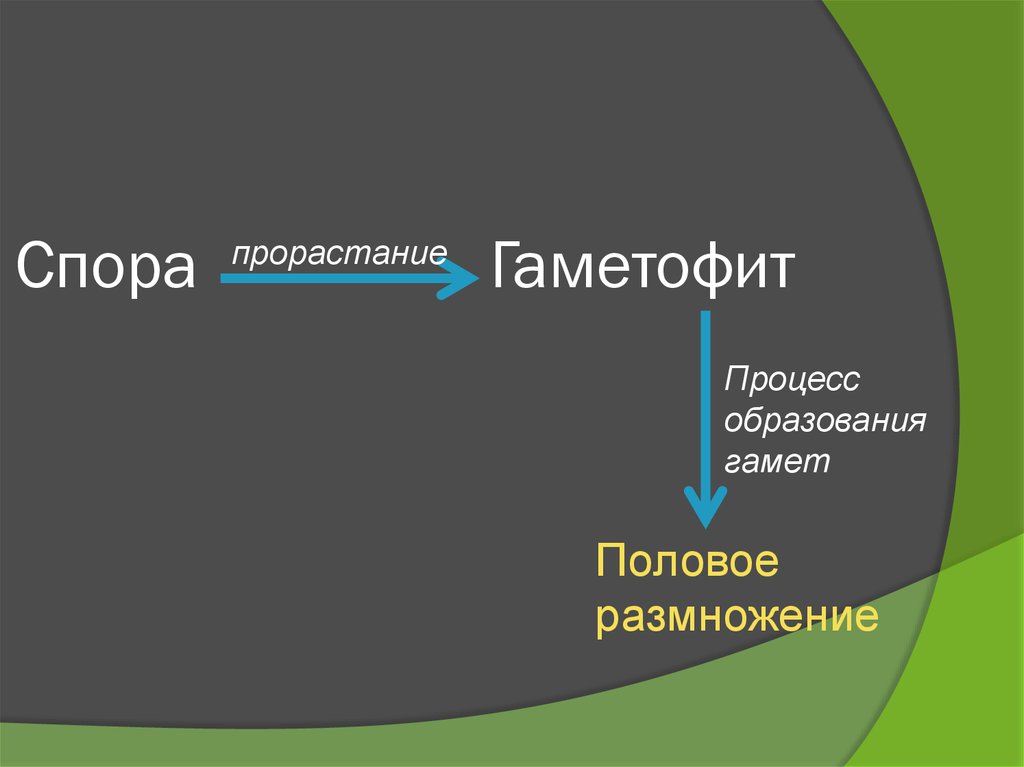 Спора Гаметофит