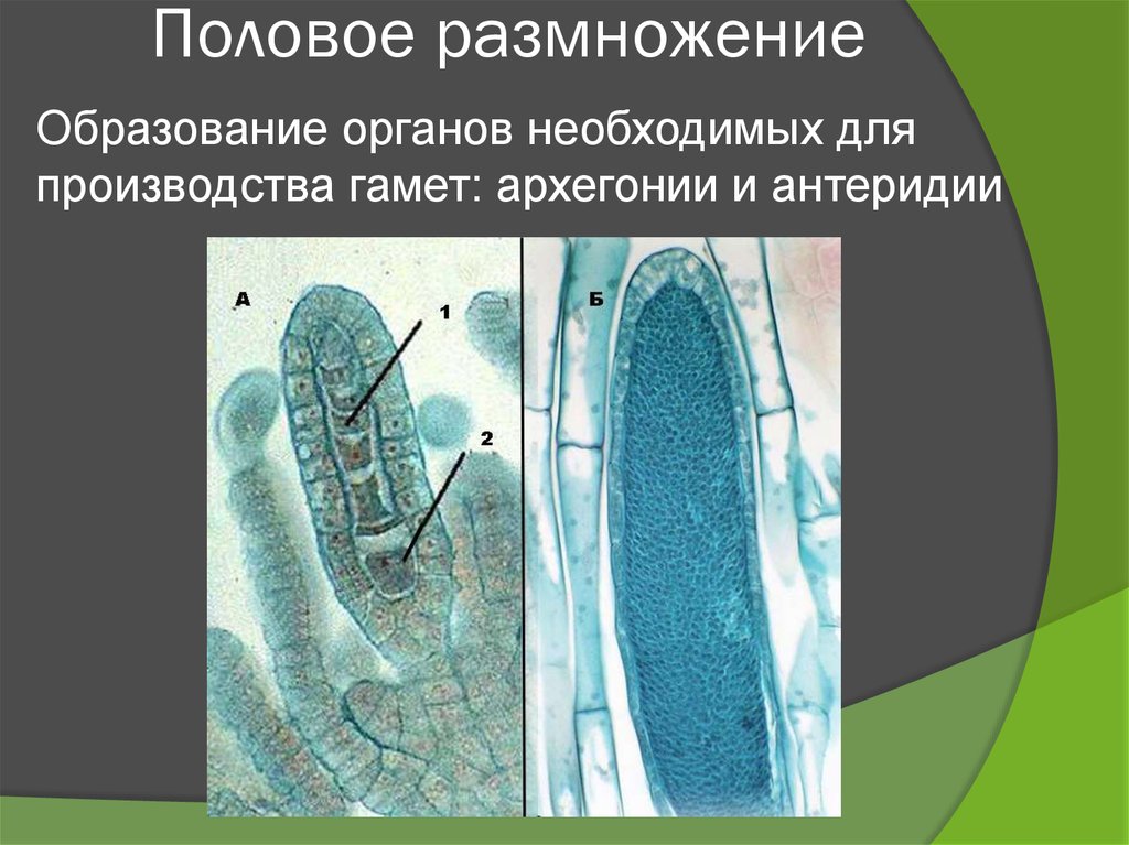 Половое размножение