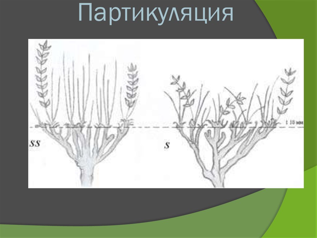 Партикуляция