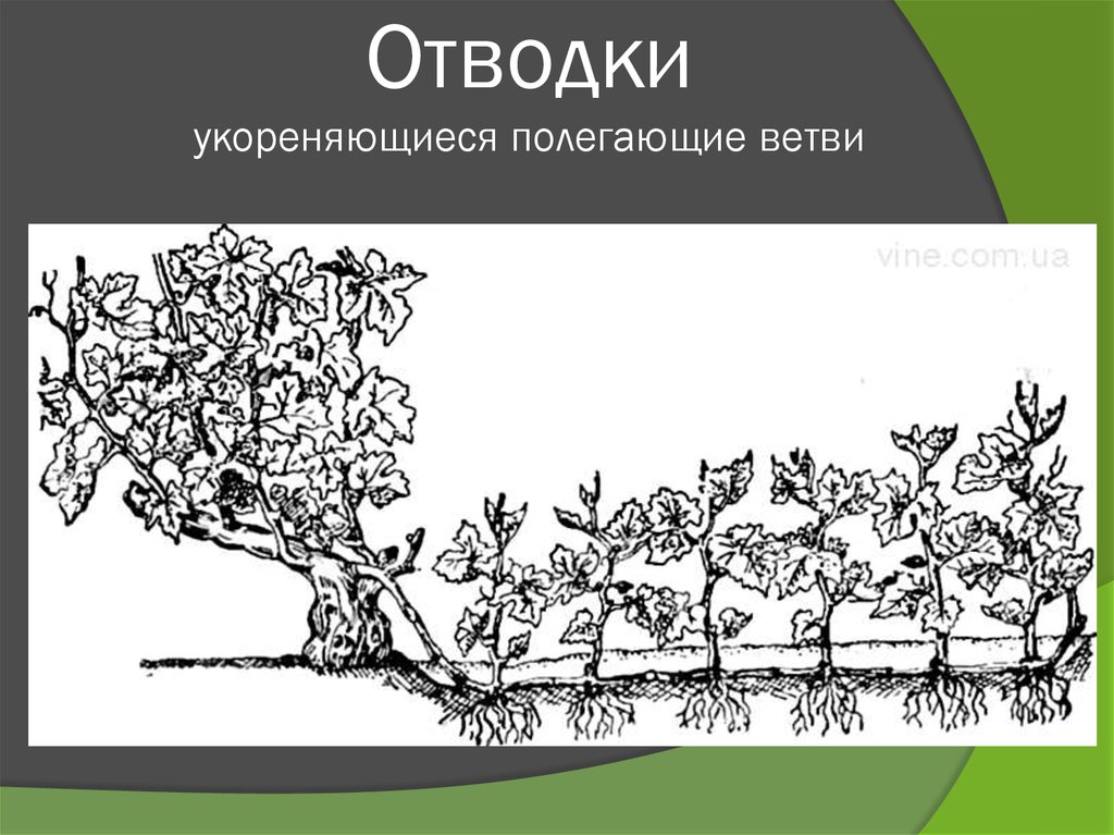 Отводки укореняющиеся полегающие ветви