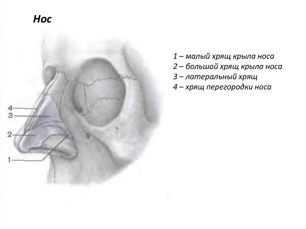 Хрящи в носу схема