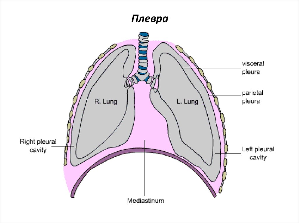 Плевральная полость рисунок