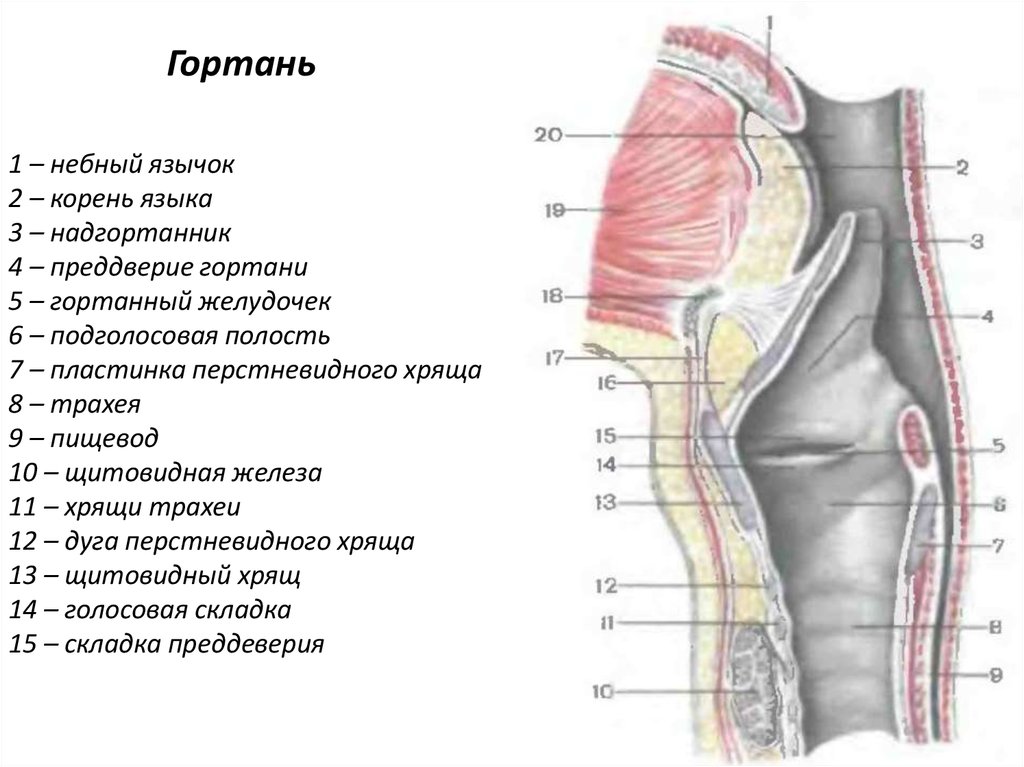 Преддверие гортани ограничено. Отделы полости гортани анатомия. Складка преддверия гортани. Полость гортани на фронтальном разрезе.