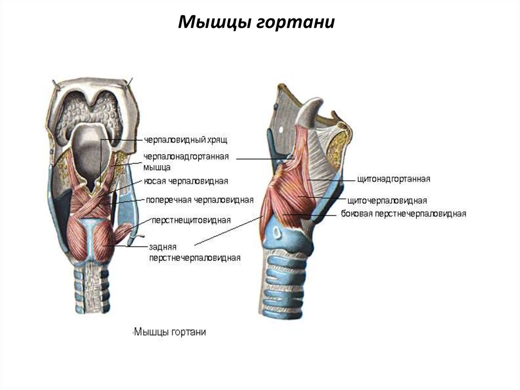 Особенности строения полости гортани. Гортань мышцы анатомия строения. Гортань анатомия дыхательная система мышцы. Мышцы суживающие просвет гортани. Мышцы гортани схема анатомия.