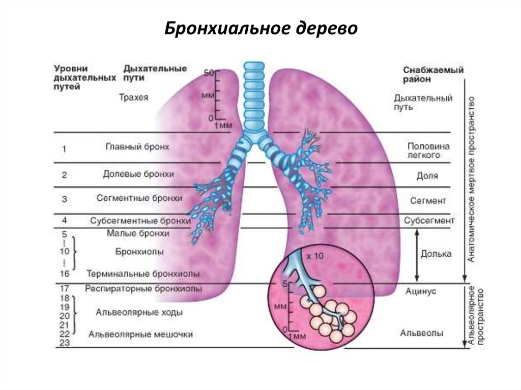 Деление бронхиального дерева схема