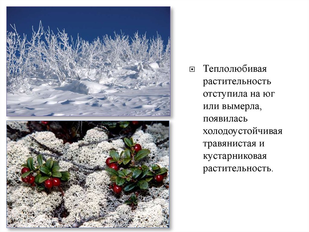 Теплолюбивые растения. Холодостойкие растения и животные. Теплолюбивые растения и животные. Холодостойкие растения доклад. Холодоустойчивые и теплолюбивые растения и животные.