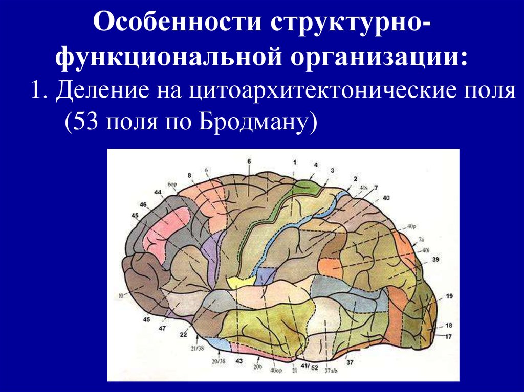 Функциональные особенности мозга. Функциональная организация мозга. Цитоархитектонические поля. Цитоархитектонические поля по Бродману. Структурно функциональная организация.