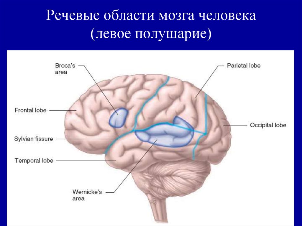 Схему коры больших полушарий и укажите участки составляющие мозговую основу речи