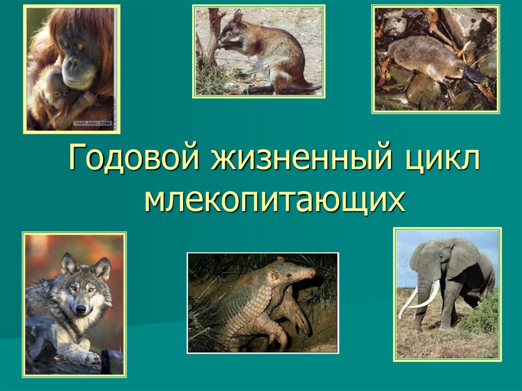 Годовой цикл в жизни млекопитающих. Годовой жизненный цикл млекопитающих. Размножение и развитие млекопитающих. Годовой цикл жизни млекопитающих. Подготовка к размножению у млекопитающих.