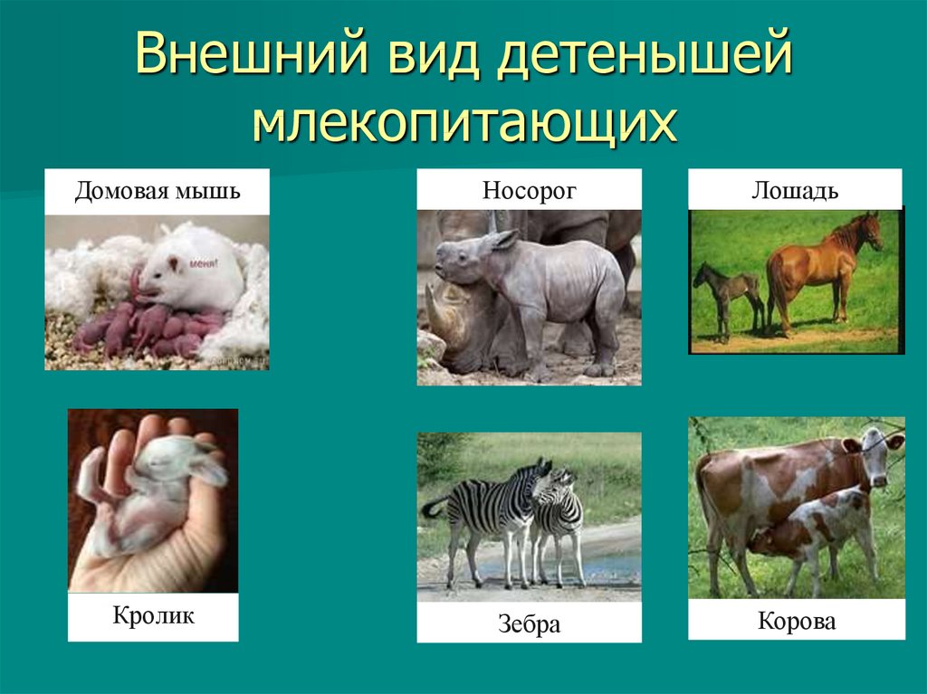 Годовой цикл в жизни млекопитающих