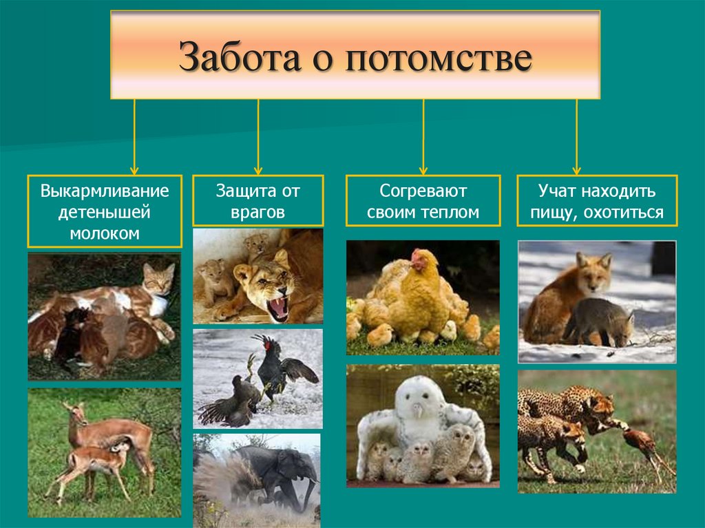 Годовой цикл в жизни млекопитающих. Забота о потомстве. Потомство млекопитающих. Как звери заботятся о своём потомстве. Забота о потомстве примеры.