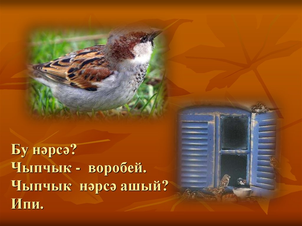 Бу нәрсә? Чыпчык - воробей. Чыпчык нәрсә ашый? Ипи.