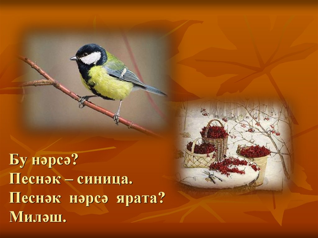 Бу нәрсә? Песнәк – синица. Песнәк нәрсә ярата? Миләш.