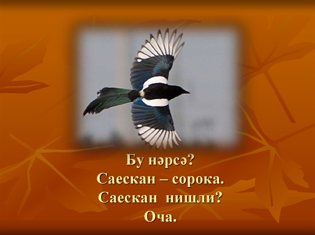 Бу нәрсә? Саескан – сорока. Саескан нишли? Оча.