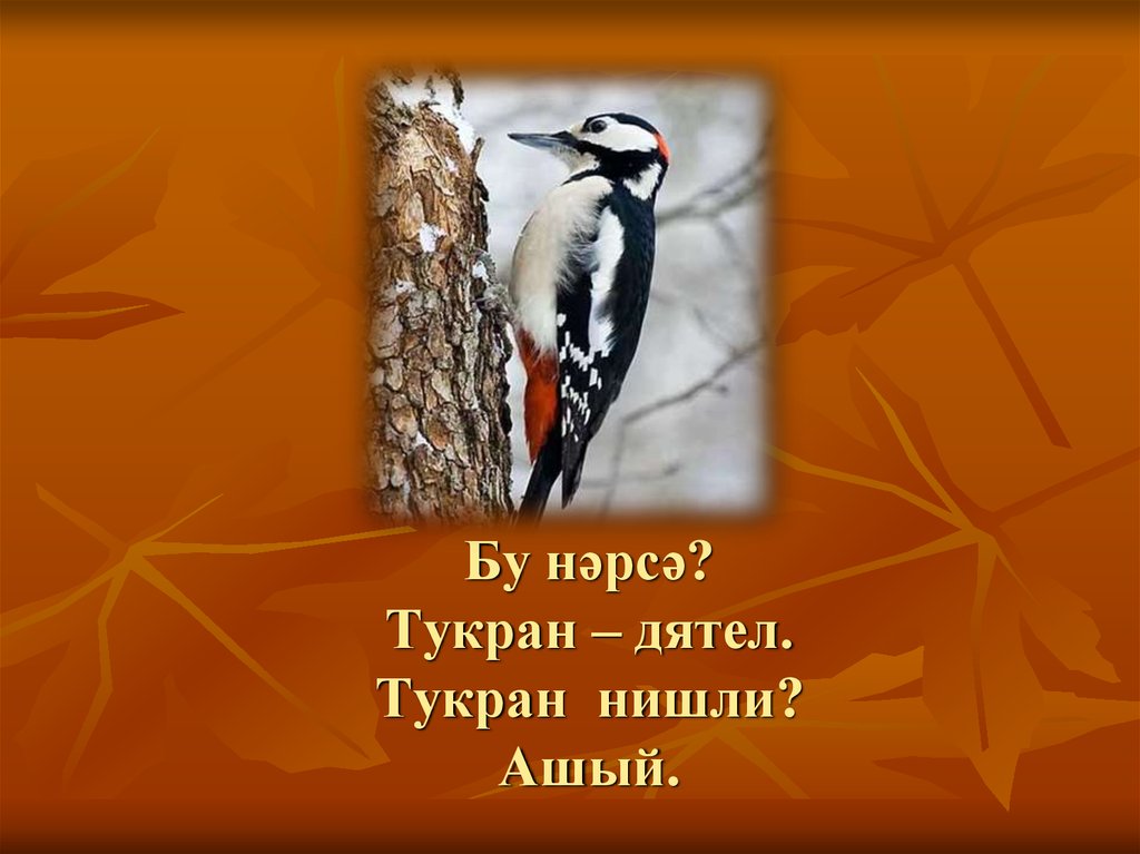 Песня марата яруллина тукран. Тукран. Дятел на белом фоне с надписью. Шуктуган. Рисунок Тукран Малай.