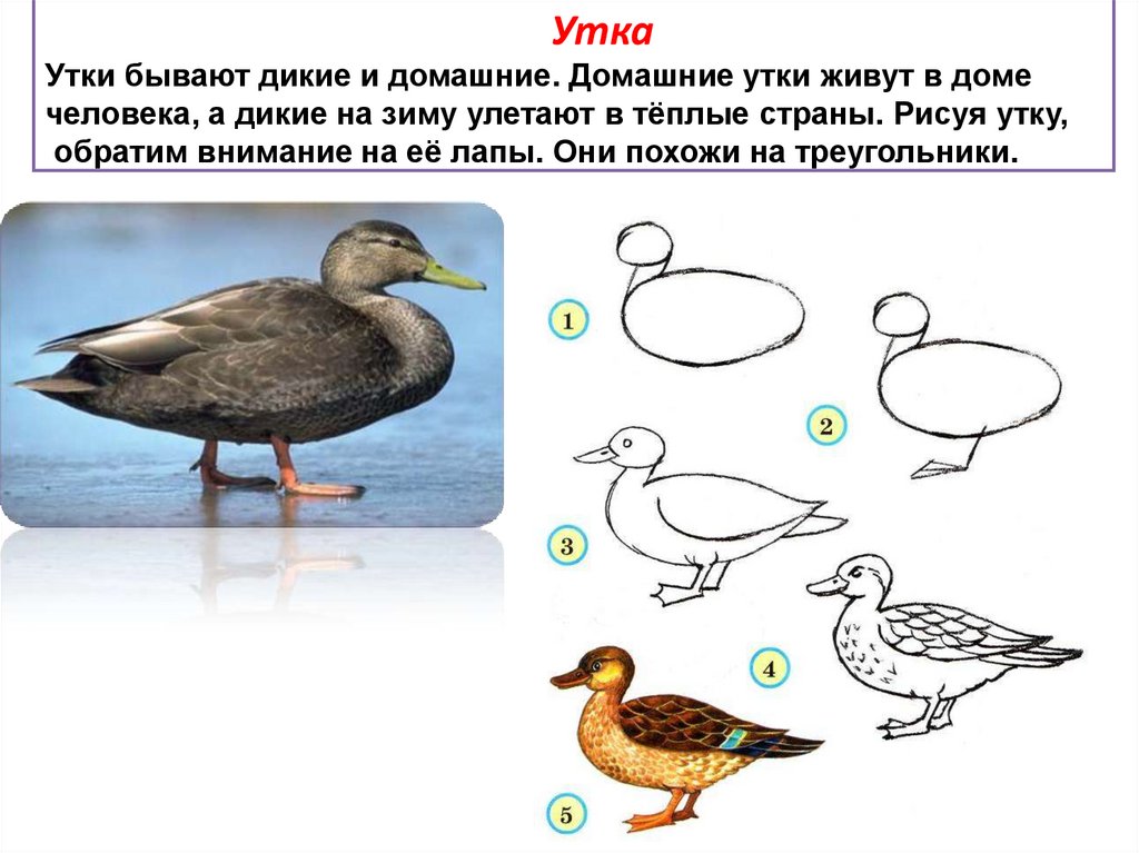 Изо пропорции выражают характер. Рисование птиц с разными пропорциями 2 класс. Пропорции выражают характер птицы. Пропорции выражают характер.(лепка птиц с разными пропорциями)..