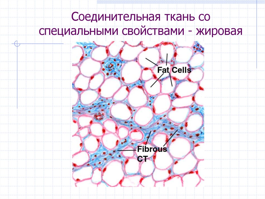 Жировая ткань рисунок