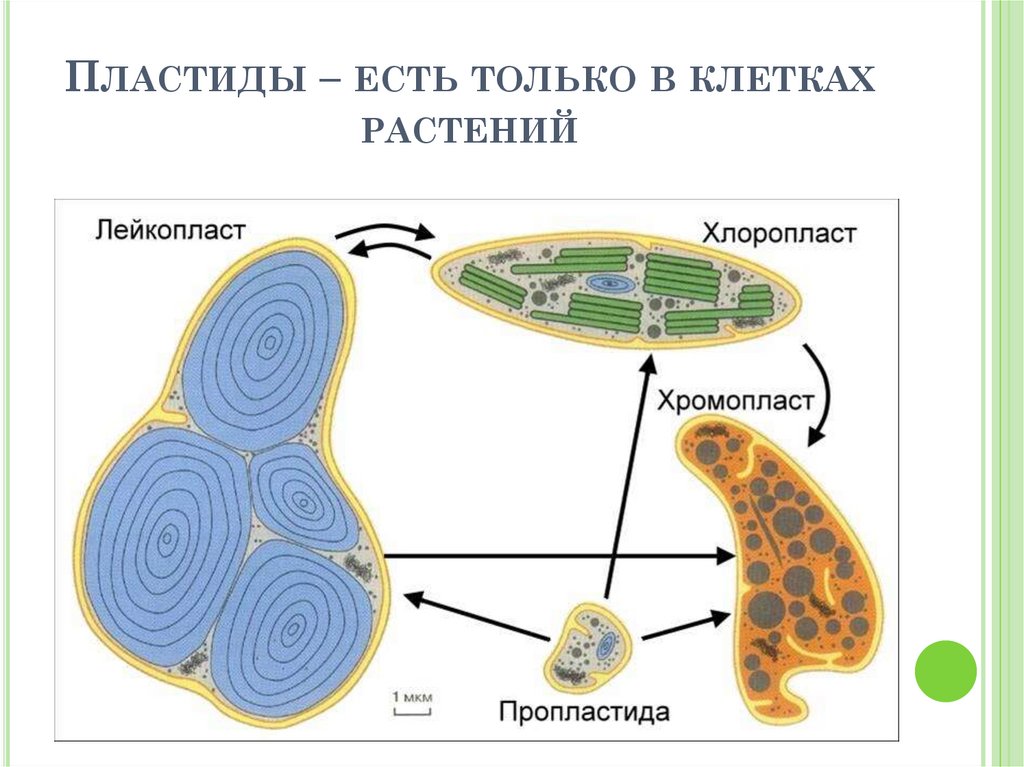 В хлоропластах растительных. Схема взаимного превращения пластид. Пластиды лейкопласты строение. Взаимопревращение пластид схема. Лейкопласты строение.