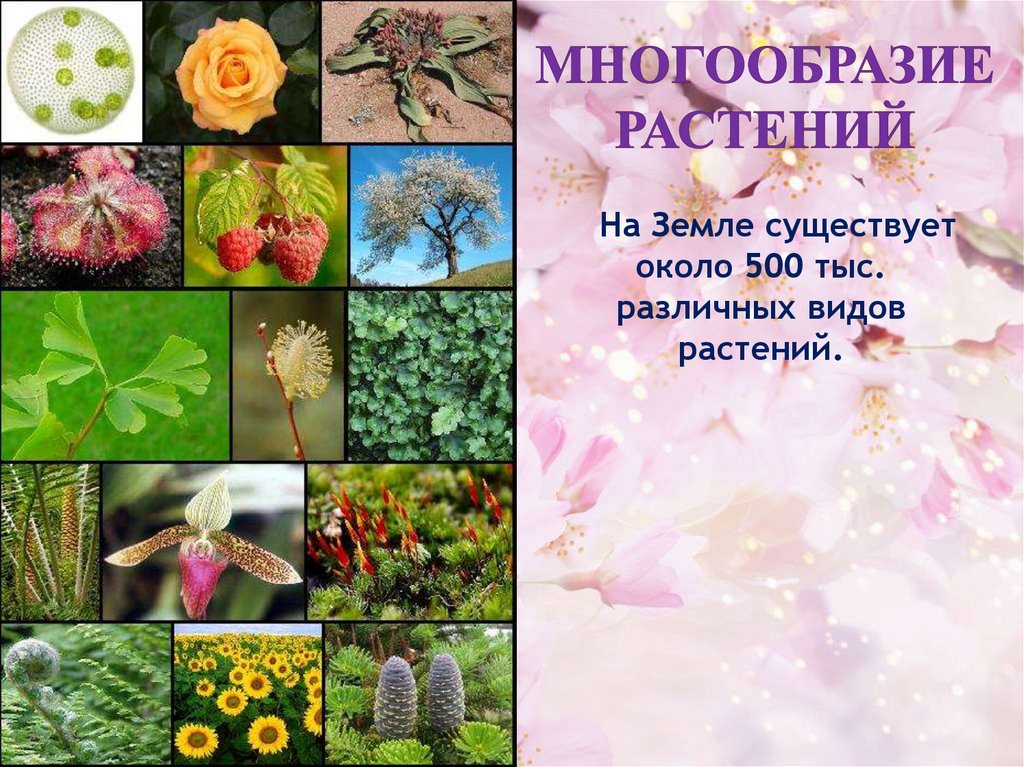 Разнообразие растений. Многообразие видов растений. Разнообразные растения на земле. Мир растений разнообразие растений.