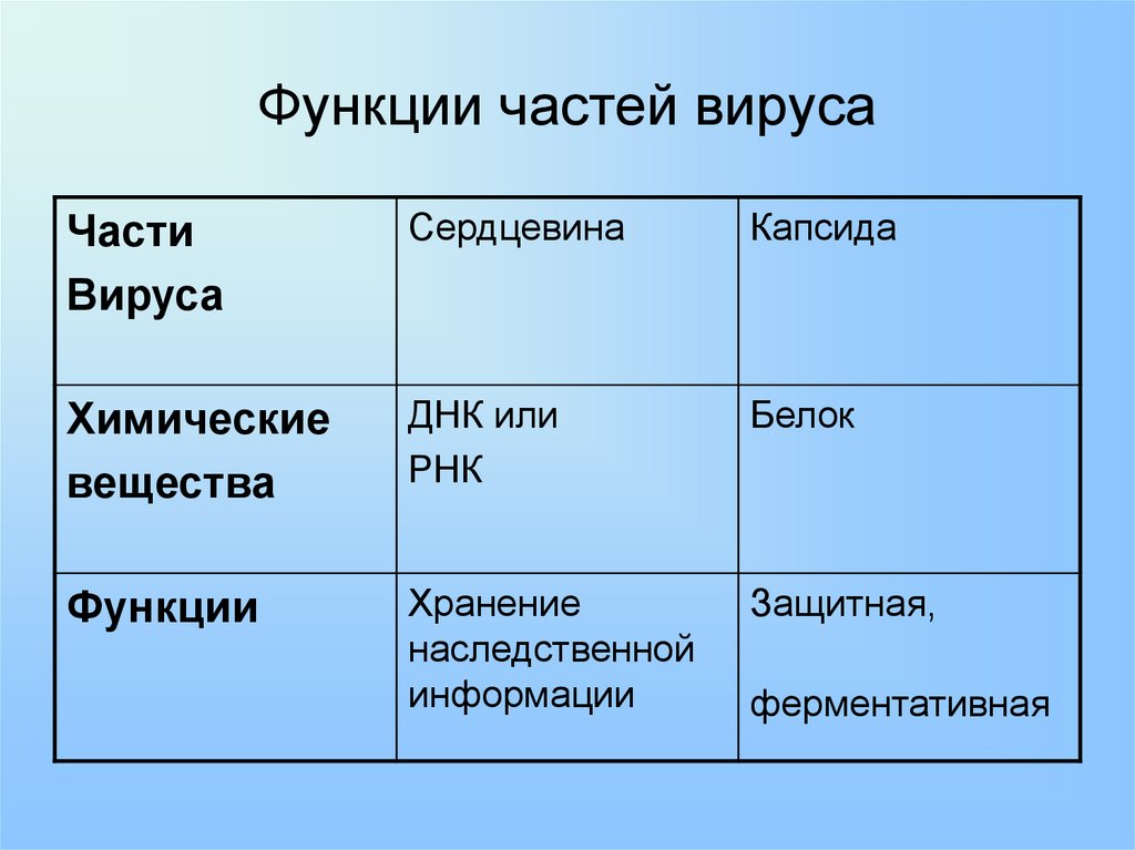 Выполняемая функция сердцевины. Вирусы их строение и функции. Функционирование вирусов биология. Функции вирусов биология. Функции частей вируса таблица.