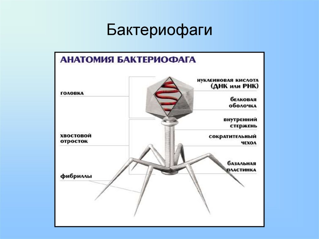 Наследственный аппарат бактериофага. Капсид бактериофага. Бактериофаг т4. Вирус бактериофаг 5 класс. Т4 бактериофаг микроскоп.