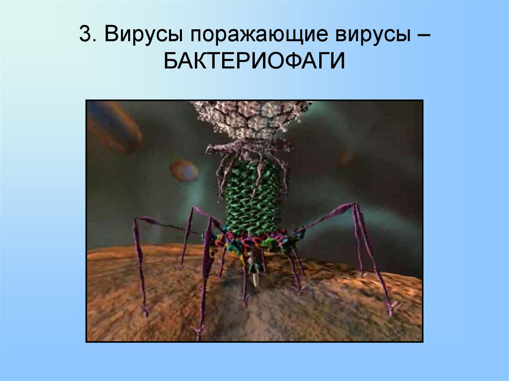 Презентация на тему вирусы и бактериофаги