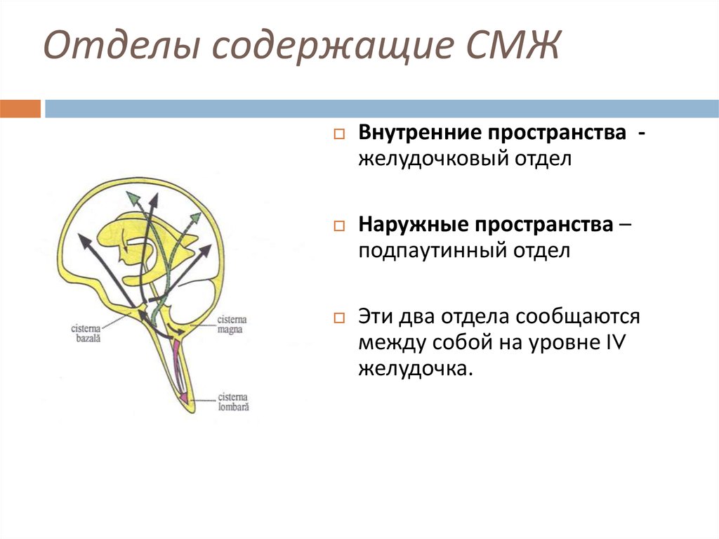 Отдел содержать. Функции подпаутинного пространства. Подпаутинное пространство содержимое. Подпаутинное пространство находится между. 4 Желудочек сообщается с подпаутинным пространством.