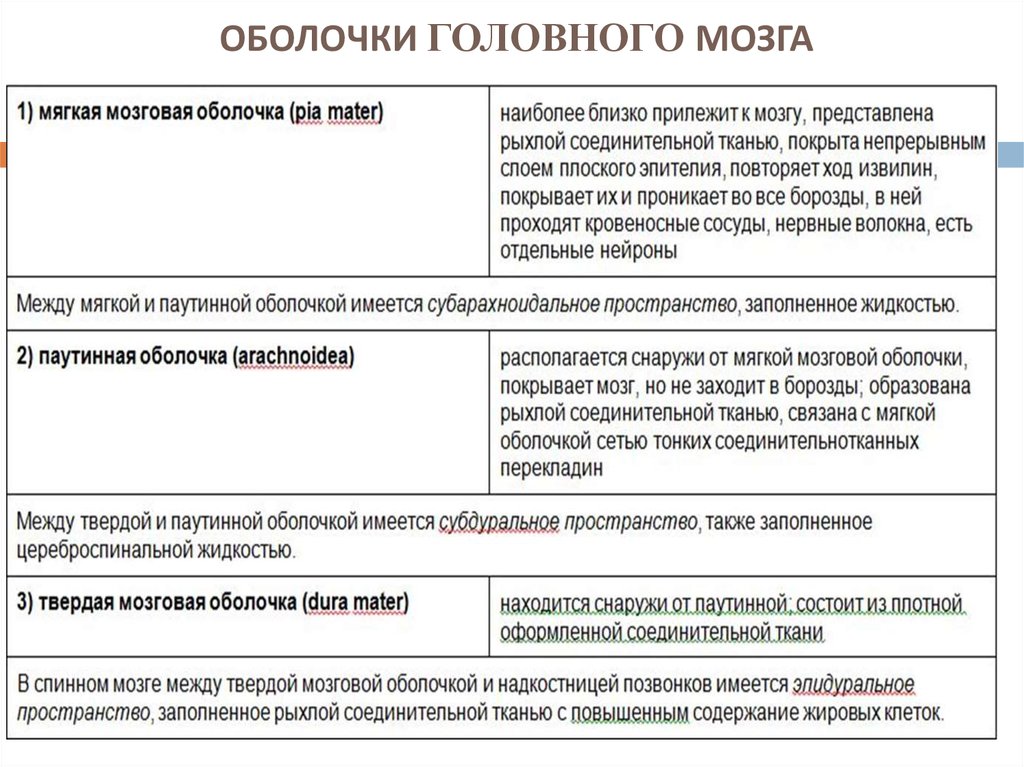 Особенности оболочек головного мозга