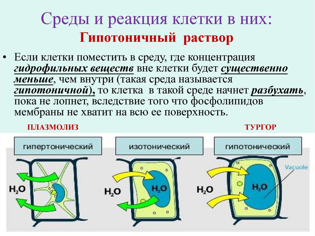 Бескислородная среда это где. Растительная клетка в гипотоническом растворе. Реакция среды клетки это. Клетка в гипертоническом растворе. Клетка растений в растворах.