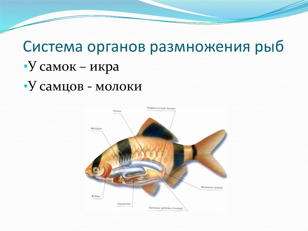 Размножение животных рыбы. Система органов размножения рыб. Органы размножения рыб схема. Размножение костных рыб. Органы размножения костных рыб.