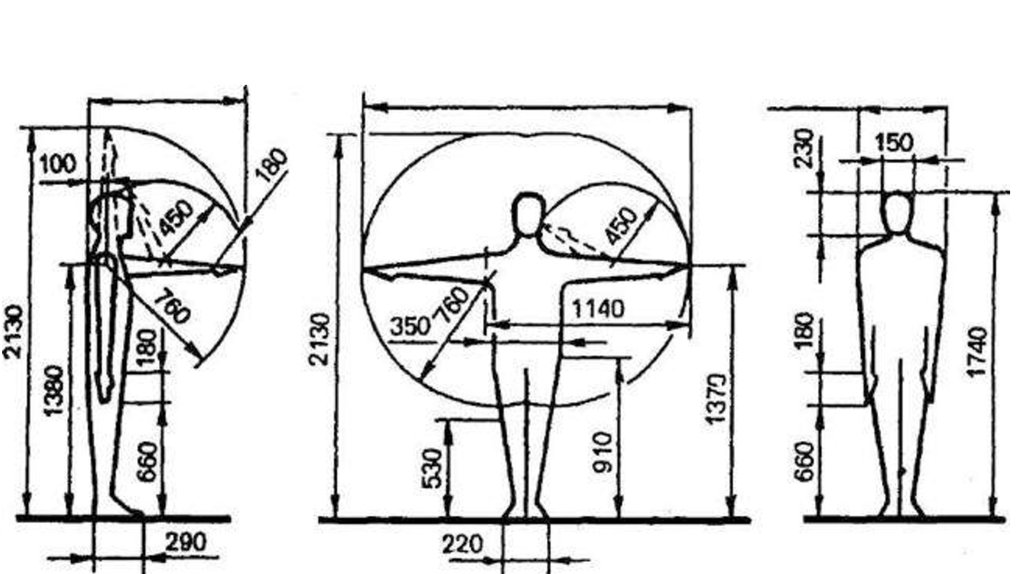 Размеры человека