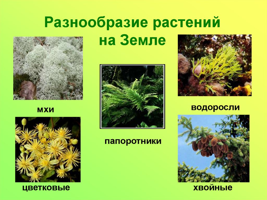 Как сохранить разнообразие растений