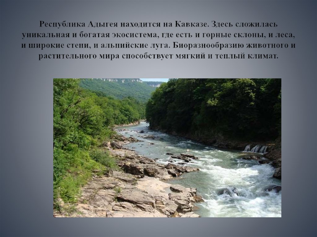 Республика Адыгея находится на Кавказе. Здесь сложилась уникальная и богатая экосистема, где есть и горные склоны, и леса, и