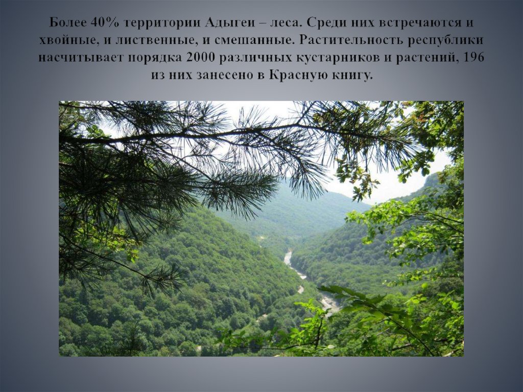 Более 40% территории Адыгеи – леса. Среди них встречаются и хвойные, и лиственные, и смешанные. Растительность республики