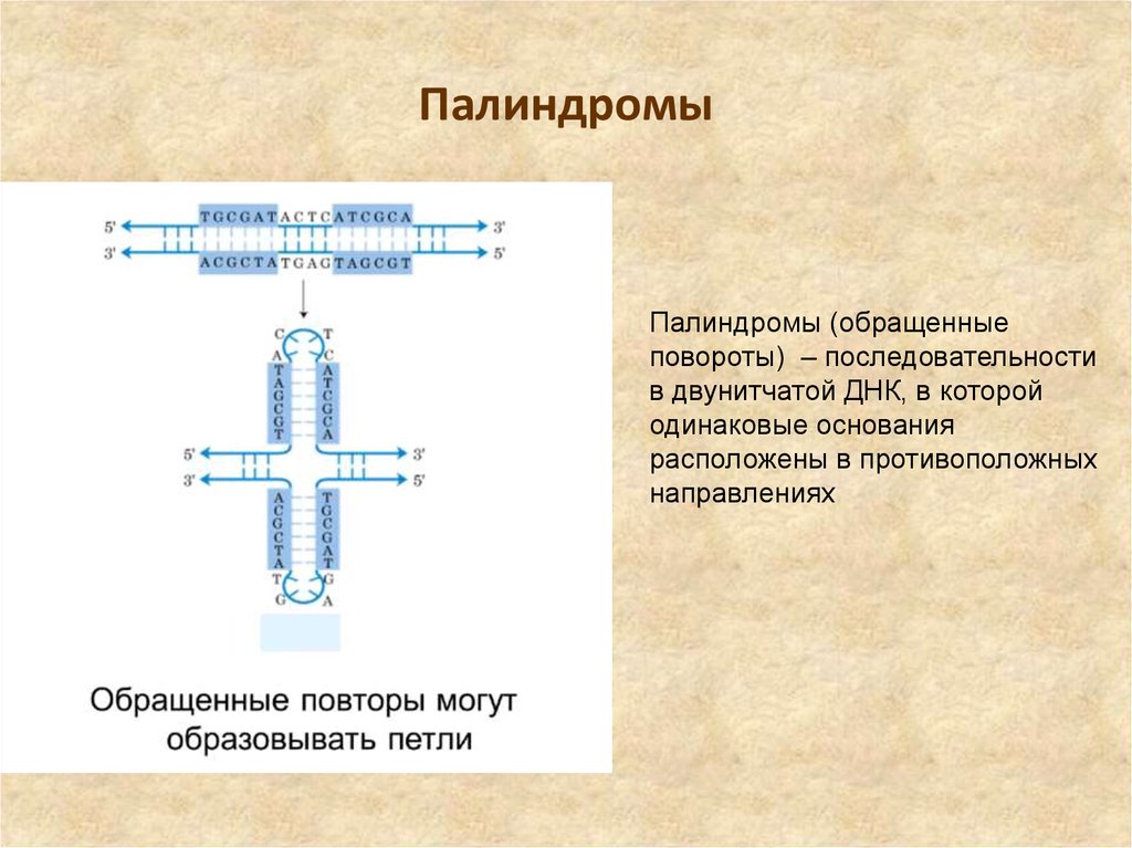 Палиндром биология