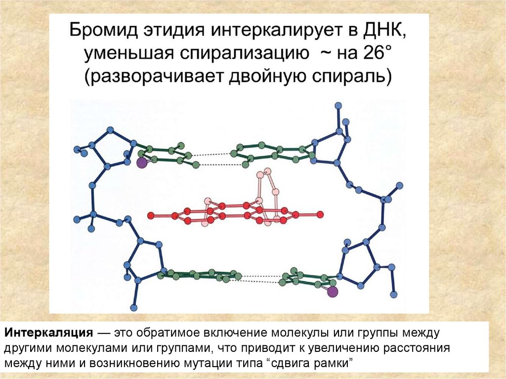 Днк 2 гис. Интеркаляция ДНК. Уровни структурной организации ДНК. Азот в нуклеиновых кислотах. Интеркаляция ДНК мутации.