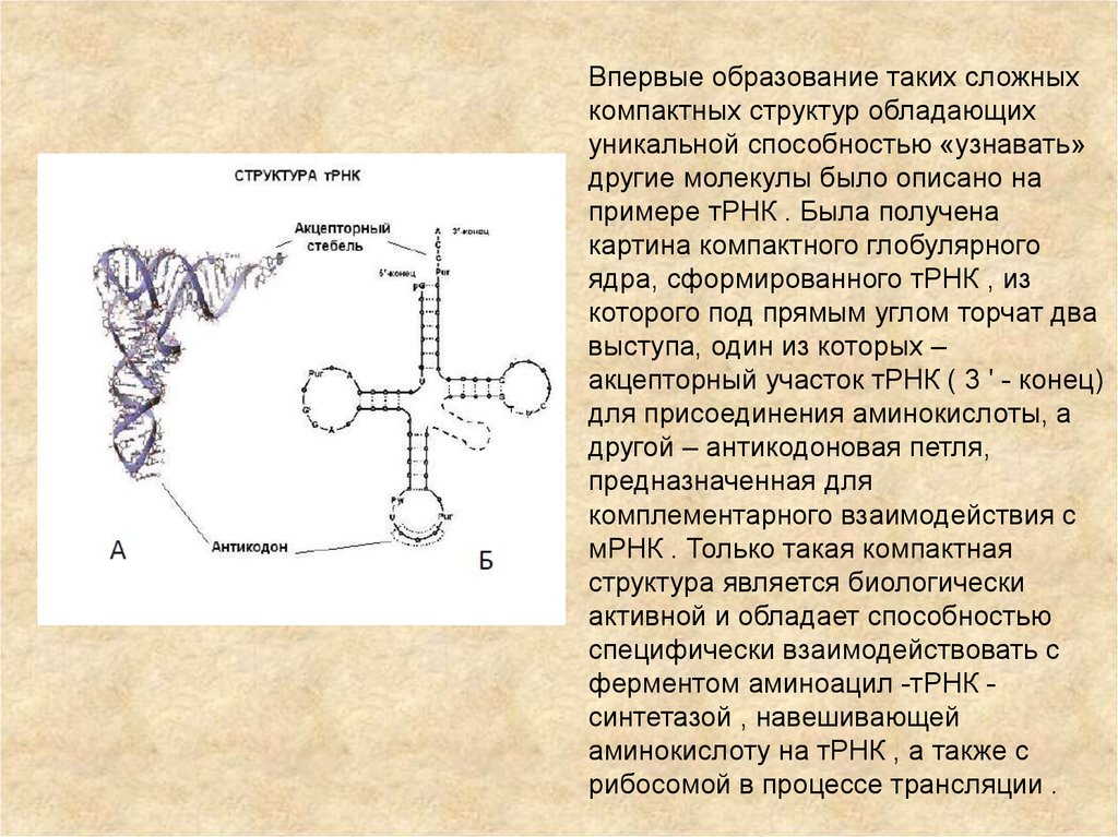 Т рнк синтезируется. Аминоацил ТРНК строение. Образование аминоацил-ТРНК. Аминоацил-ТРНК-синтетаза строение. Синтез аминоацил-ТРНК.