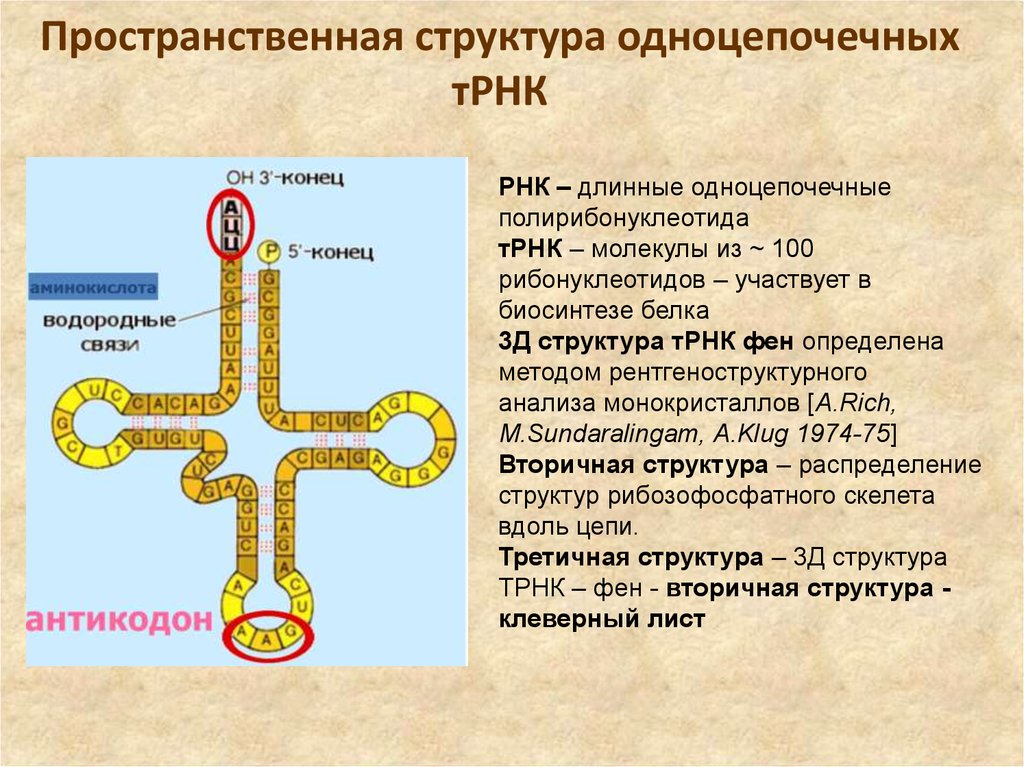 Определите антикодоны т рнк