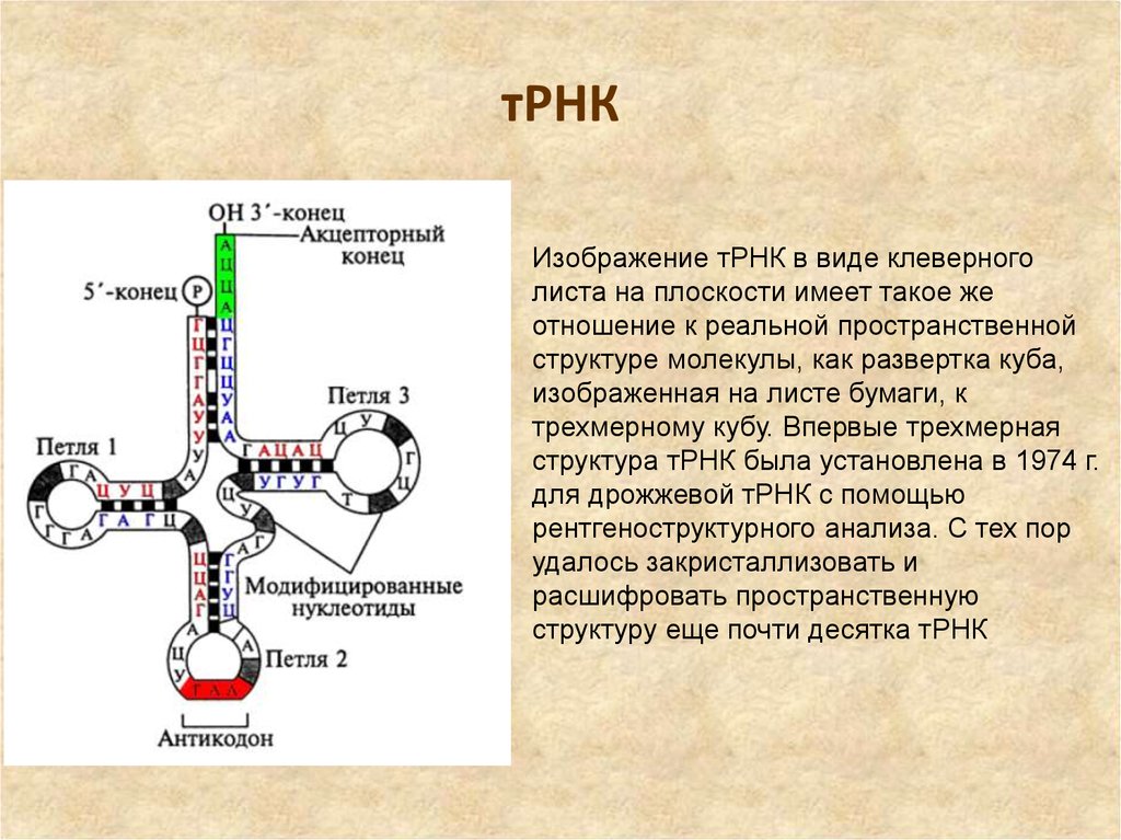 Рнк мл. Функции d петли в ТРНК. Д петля ТРНК функция. Трехмерная структура ТРНК. Строение ТРНК Центральная петля.