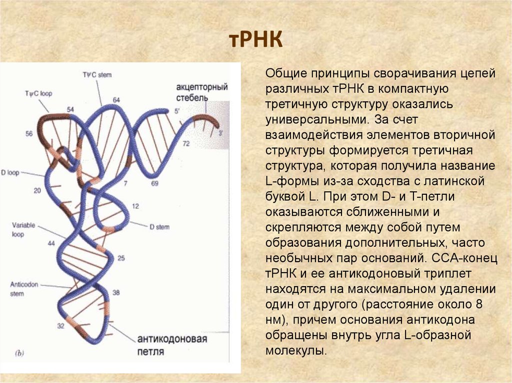 Триплеты днк и рнк