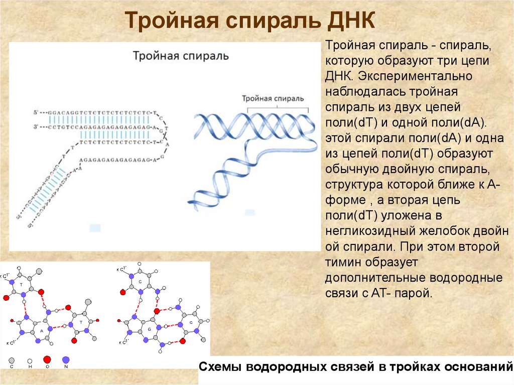 Молекула днк образована