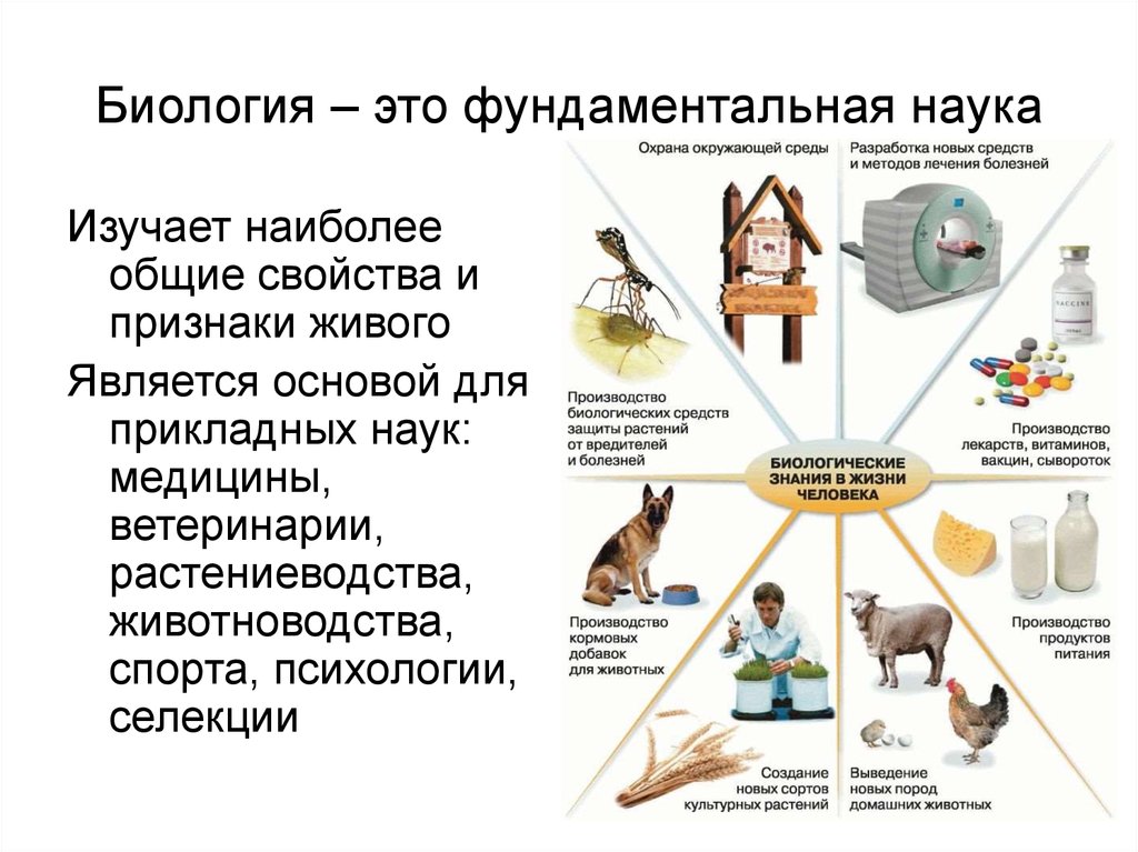 Биологические знания. Биология как наука. Фундаментальные биологические науки. Основные прикладные науки биологии. Что относиться к фундаментальной науке в биологии.