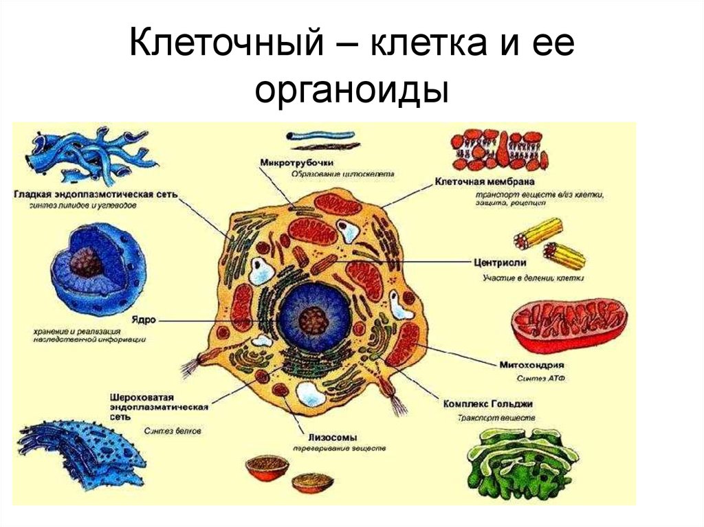 Проект за 10 класс по биологии