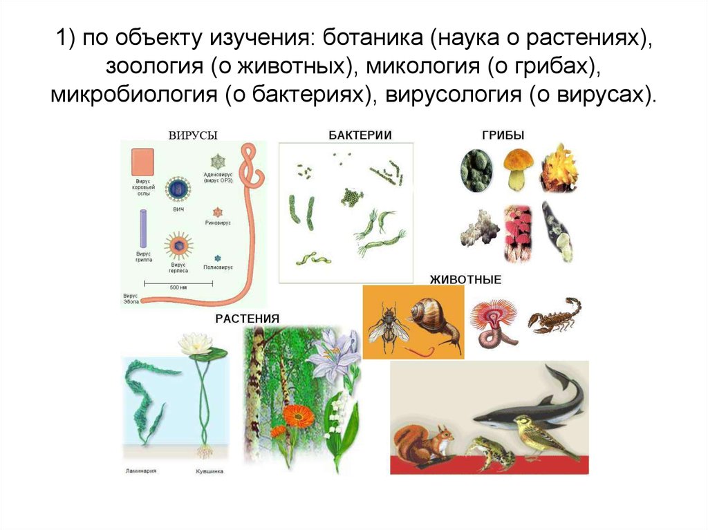 Какая ботаническая наука изучает рост растений. Ботаника это наука изучающая растения. Науки изучения растений животных грибов. Ботаника Зоология микробиология микология. Науки изучающие животных и растений.