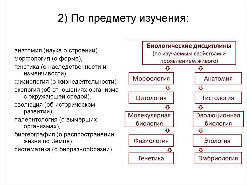 Биологические науки анатомия