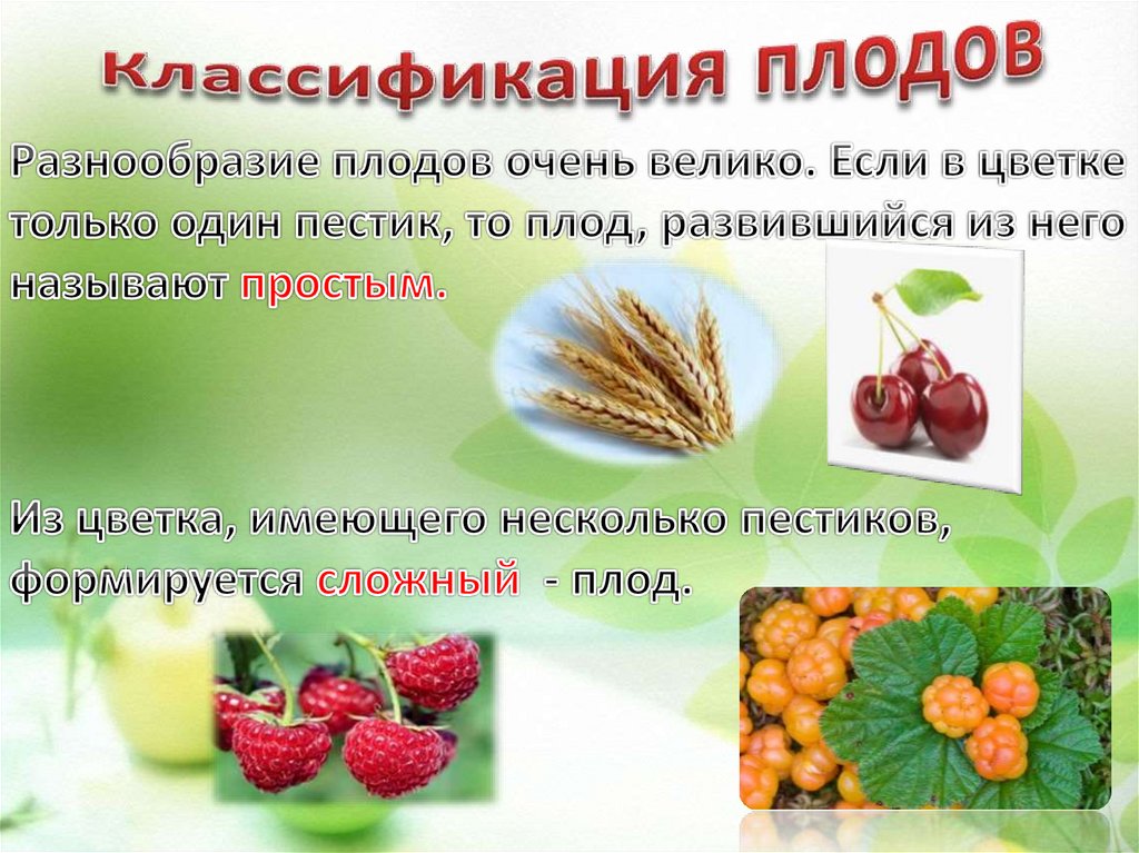 Давать плоды результаты. Разнообразие плодов. Разнообразие плодов растений. Разнообразие плодов в природе. Классификация плодов растений.