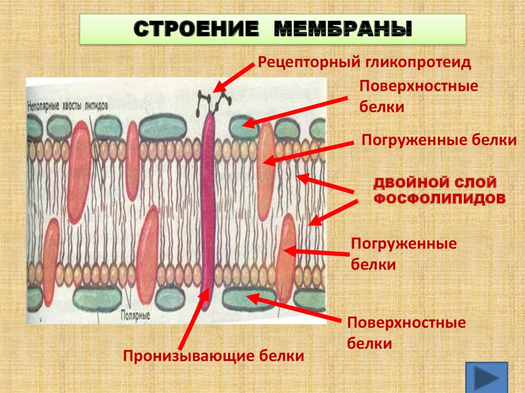 Презентация мембранные органоиды клетки