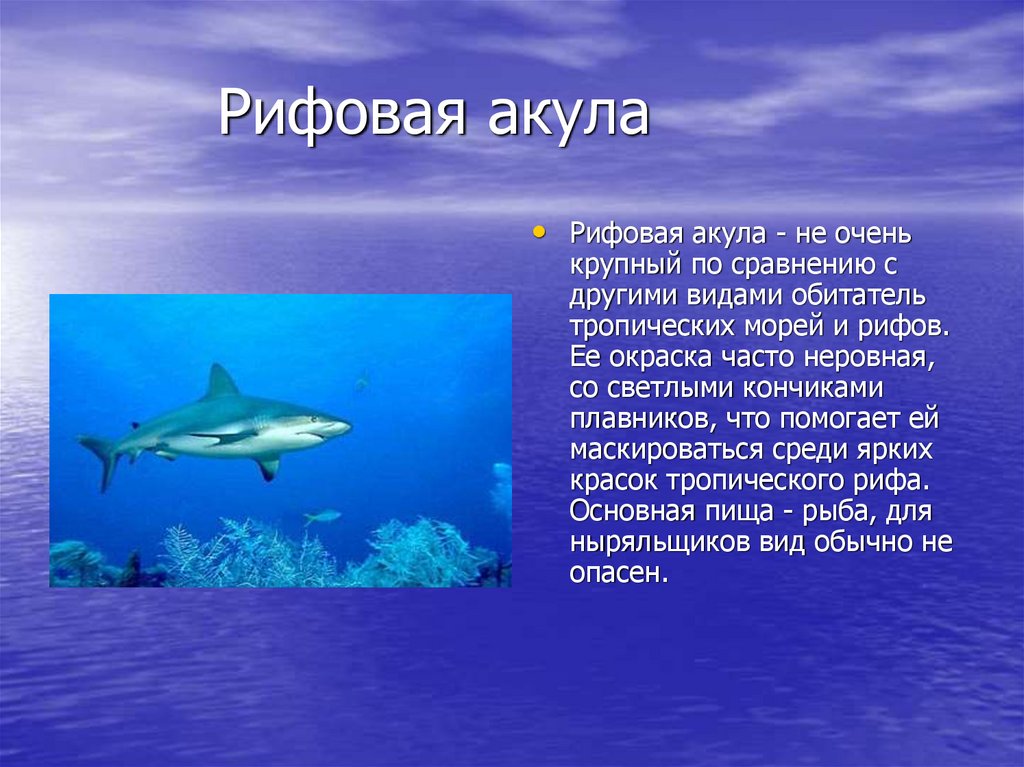 Акула сочинение. Акулы презентация. Описание акулы. Доклад про акулу. Акулы описание кратко.